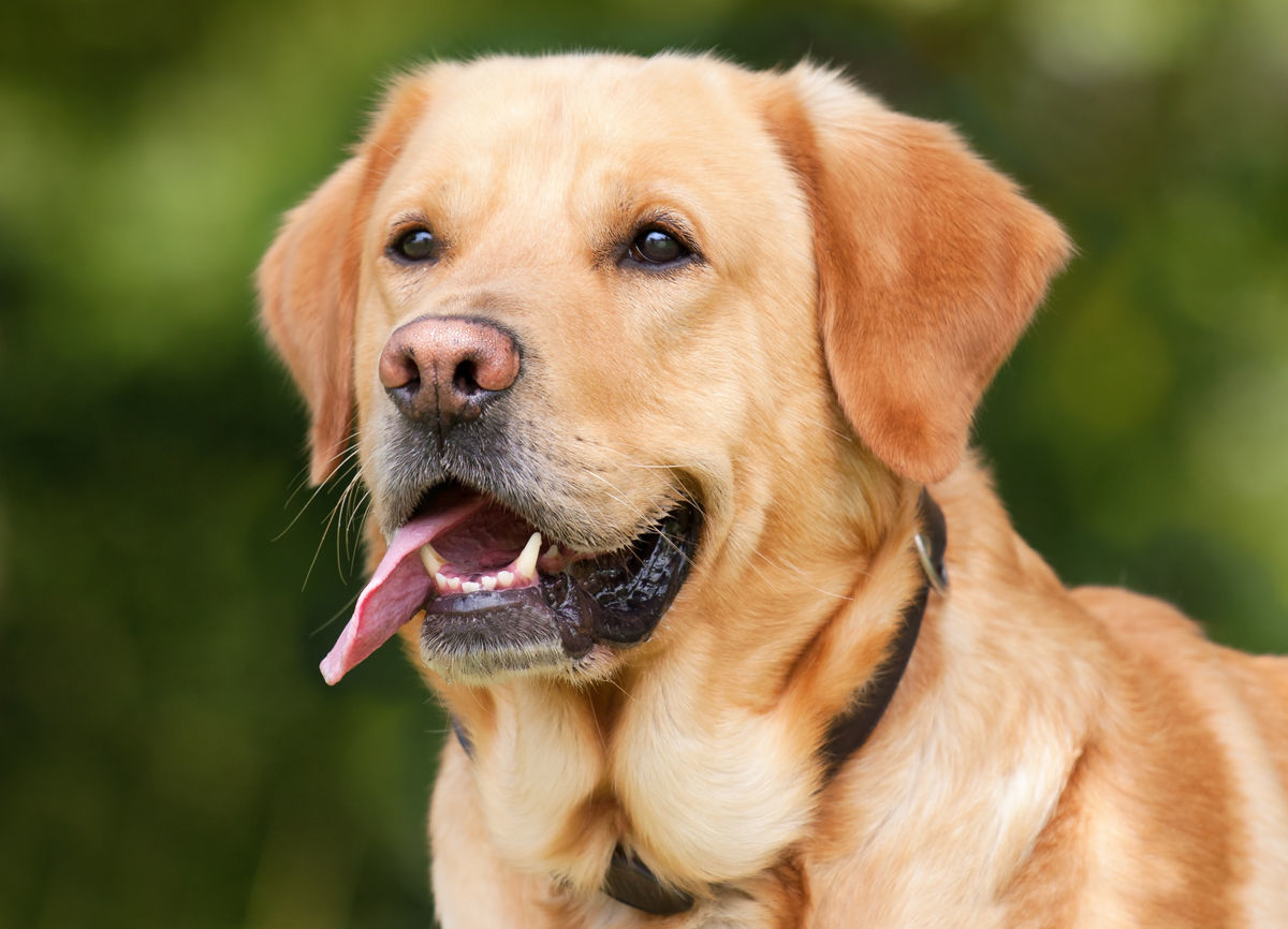 Labrador Retriever